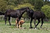 SAINT HUBERT ET CHEVAL 050